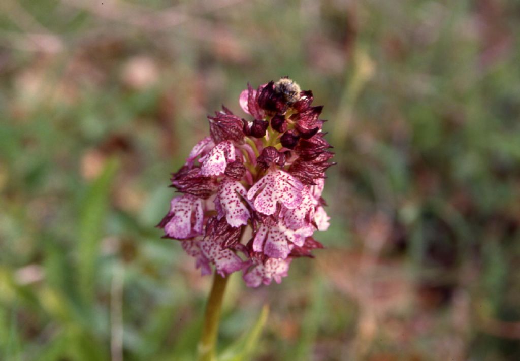 Orchis purpurea